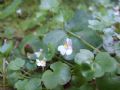 Cymbalaria muralis